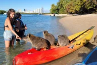 Miami Island Snorkeling by SUP or Kayak thumbnail 6