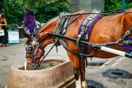 New York City Central Park Horse Carriage Ride thumbnail 6