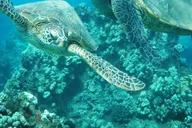 Kaanapali West Maui Snorkeling Tour with Drinks thumbnail 2