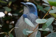 Central Florida Private Birding Tour 5 hr thumbnail 3