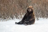 Anchorage Winter Wildlife Tour at Sunset thumbnail 4