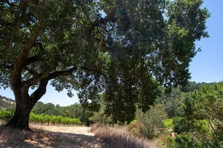 Sonoma Trike Tour and Mindfulness Experience