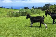 Magical Creatures Sanctuary Tour thumbnail 3