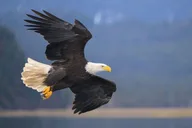 Sitka Bears, Eagles & Totem Forest Walk thumbnail 5