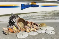 Marco Island Wildlife Sightseeing and Shelling Tour 2 hr thumbnail 2