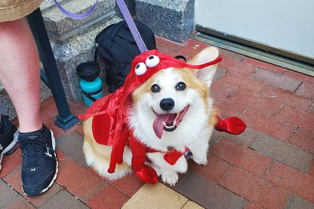 Boston Doggy Costume Party Cruise 2 hr - Image 1