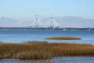 Charleston Bird Watching Tour 75 Min thumbnail 4
