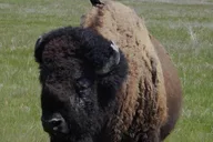Black Hills Tour with Local Experts 5 hr thumbnail 4