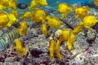 Kailua-Kona Private Marine Charter thumbnail 3