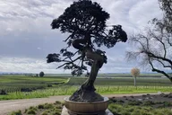 Napa Valley Wine Tour thumbnail 6