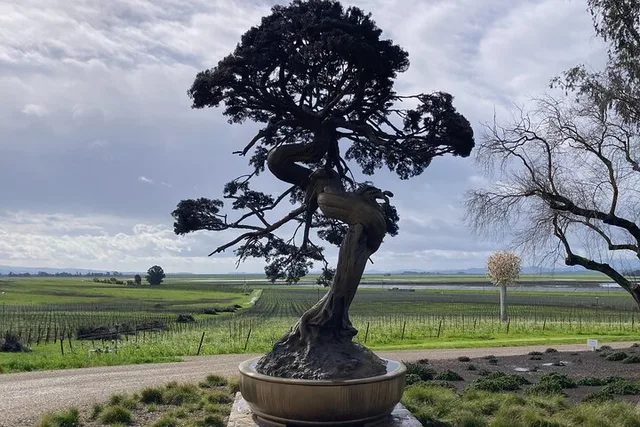Napa Valley Wine Tour - Image 6
