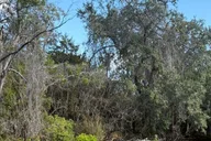 Sarasota Paddleboard Rental at Turtle Beach thumbnail 5