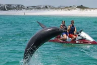 Destin Crab Island Dolphin Jet Ski Tour 2 hr thumbnail 1