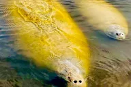 Naples Manatee and Dolphin Sunset Cruise thumbnail 2