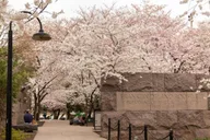 Washington DC Cherry Blossoms Tour with Retired Ranger thumbnail 4