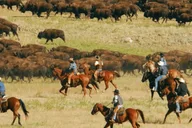 Rapid City Custer State Park Buffalo Roundup Tour thumbnail 2