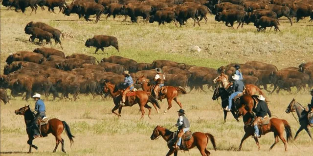 Rapid City Custer State Park Buffalo Roundup Tour - Image 2