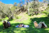 Los Angeles Camel Trek and Ranch Experience thumbnail 2