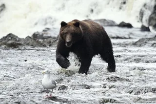 Juneau Bear Viewing Tour at Waterfall Creek