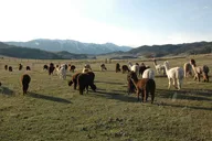 Bozeman Alpaca and Llama Farm Tour thumbnail 2