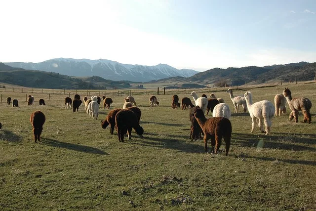 Bozeman Alpaca and Llama Farm Tour - Image 2