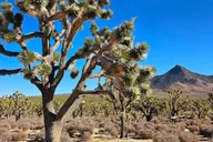 Las Vegas to Los Angeles Tour via Joshua Tree thumbnail 1