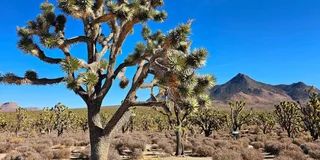 Las Vegas to Los Angeles Tour via Joshua Tree
