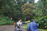 Honolulu Manoa Falls Rainforest Hike thumbnail 5