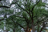 Savannah Black History Walking Tour thumbnail 4