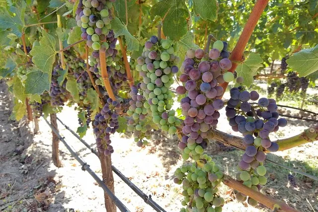 Napa Limousine Wine Tour 6 Hr - Image 3