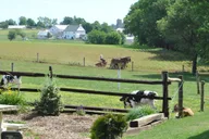 Lancaster Amish Experience Tour 3 hr thumbnail 1