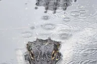 Miami Everglades Tour with Boat Trip and Hikes thumbnail 5