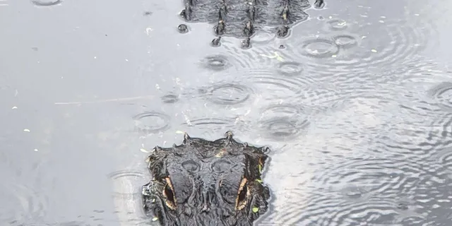 Miami Everglades Tour with Boat Trip and Hikes - Image 5