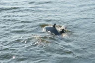 Orange Beach Dolphin Sailing Cruise on Catamaran thumbnail 4