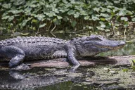 Miami Everglades Airboat Tour thumbnail 1