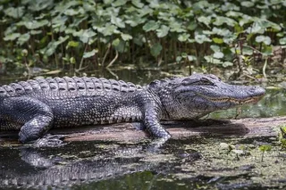 Miami Everglades Airboat Tour
