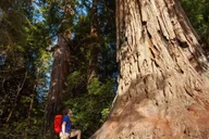 San Francisco Yosemite National Park 2-Day Tour thumbnail 5