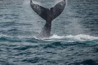 Maui Catamaran Whale Watch thumbnail 2
