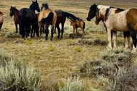 Cody Wild Mustang Eco Tour 3 hr thumbnail 2