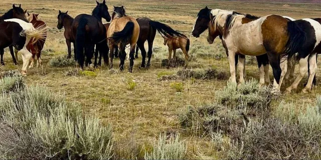Cody Wild Mustang Eco Tour 3 hr - Image 2