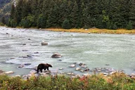 Skagway Wildlife Safari & Bear Viewing thumbnail 3