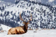 Gardiner Yellowstone Winter Wildlife Safari thumbnail 5