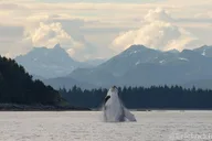 Juneau Whale Watch Adventure thumbnail 1