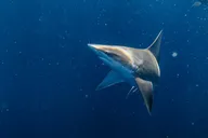 Honolulu Marine Wildlife Snorkel Tour thumbnail 3