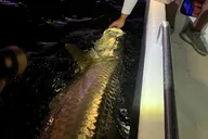 Ft. Lauderdale Tarpon & Snook Fishing Charter 4 hr thumbnail 6