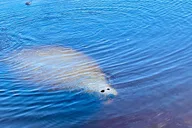 Ormond Beach Manatee and Nature Kayak Tour thumbnail 5