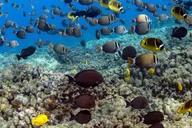 Kailua-Kona Dolphin Watching and Snorkel Tour thumbnail 2