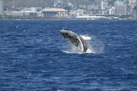 Honolulu Whale Watching Cruise thumbnail 6