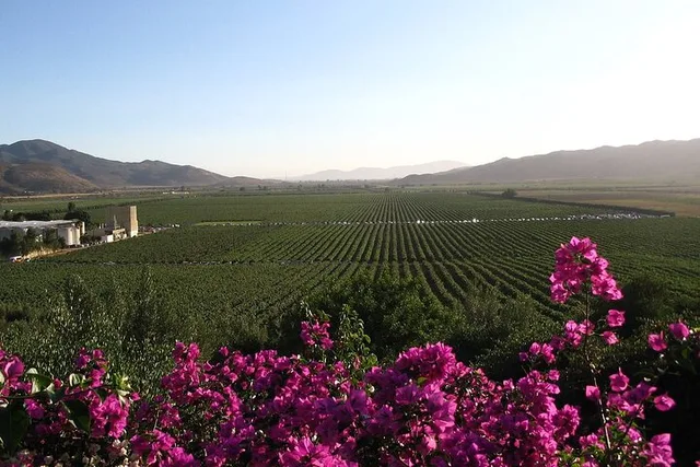 San Diego Valle de Guadalupe Winery Tour - Image 5