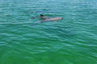 Orange Beach Dolphin Sightseeing Excursion 1 hr thumbnail 2